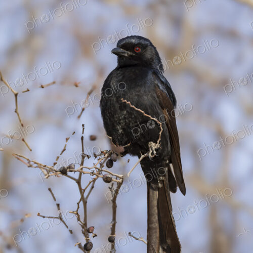The fork-tailed drongo perched in the Kalahari, where the birds often hover over the…