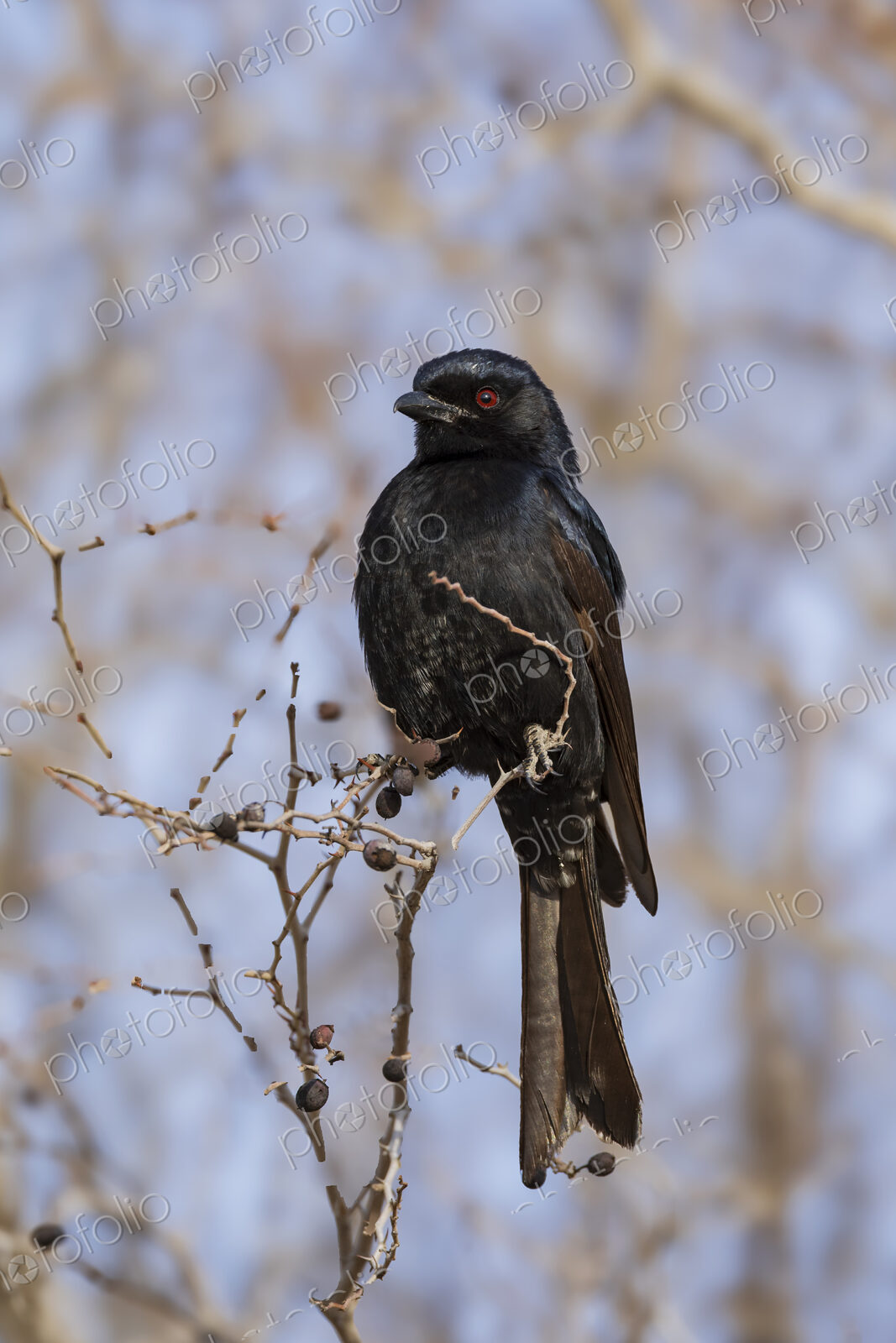 The fork-tailed drongo perched in the Kalahari, where the birds often hover over the…