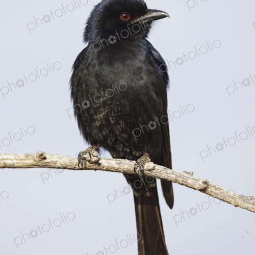 The fork-tailed drongo perched in the Kalahari, where the birds often hover over the…