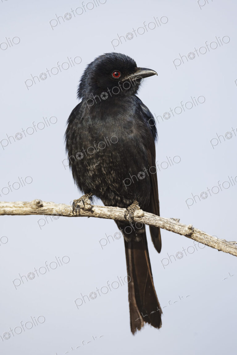 The fork-tailed drongo perched in the Kalahari, where the birds often hover over the…