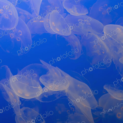 The ghostly translucent moon jelly fish at Monterey Bay Aqarium. The ghostly translucent moon jelly fish at Monterey Bay Aqarium.