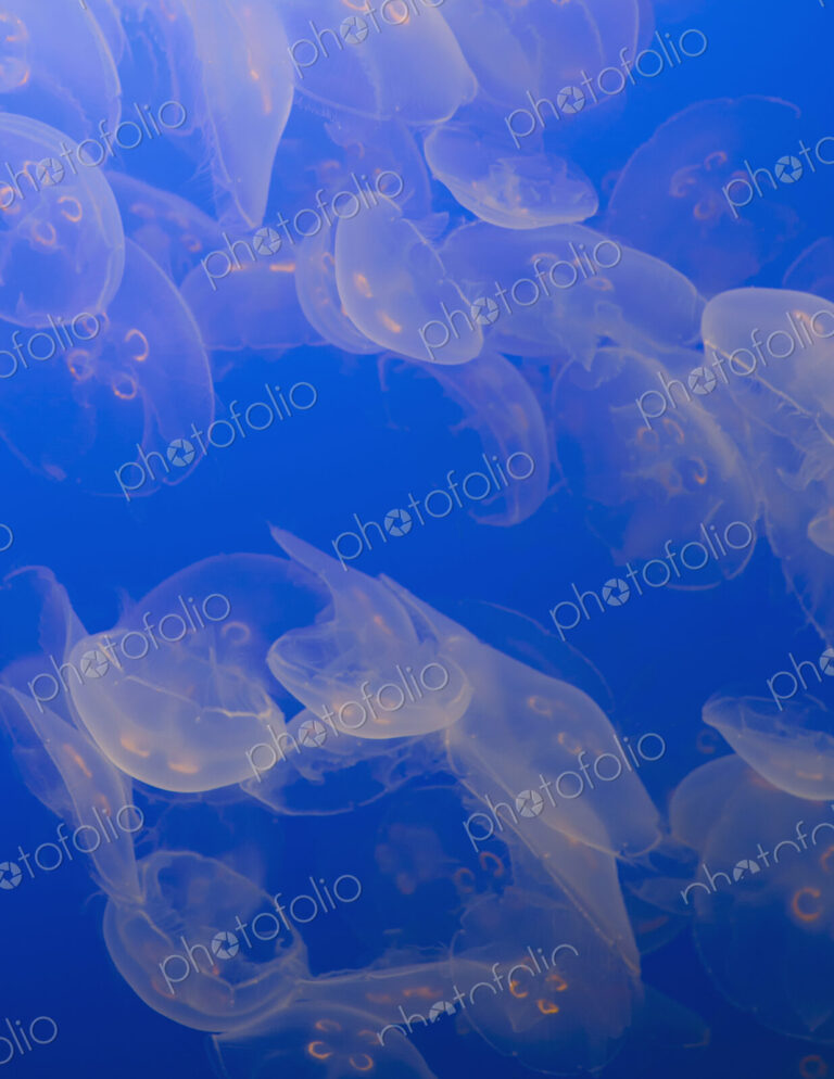 The ghostly translucent moon jelly fish at Monterey Bay Aqarium.
