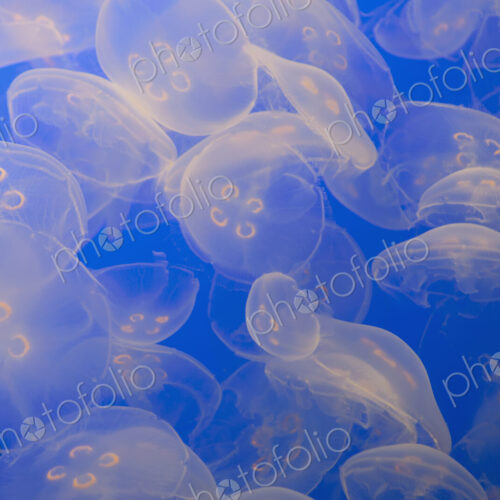 The ghostly translucent moon jelly fish at Monterey Bay Aqarium. The ghostly translucent moon jelly fish at Monterey Bay Aqarium.
