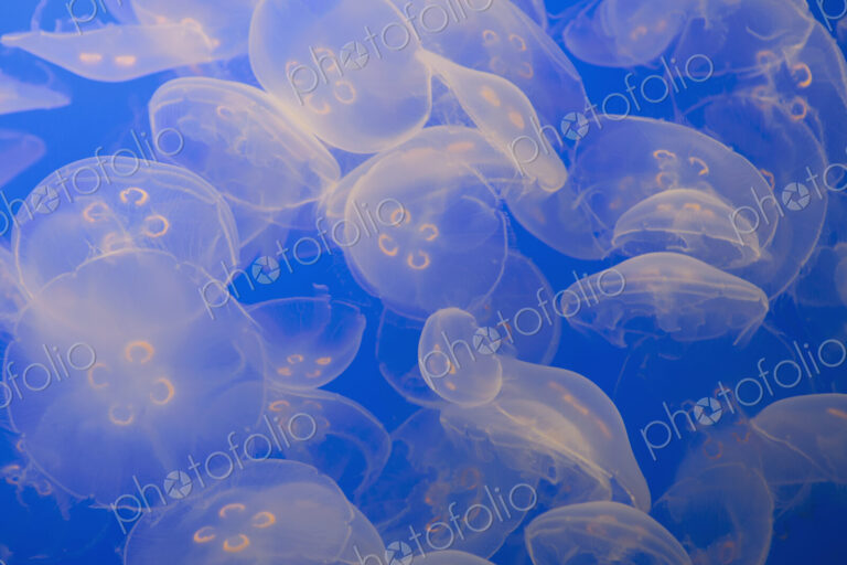 The ghostly translucent moon jelly fish at Monterey Bay Aqarium.
