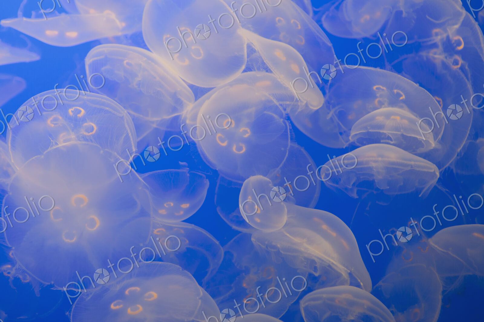 The ghostly translucent moon jelly fish at Monterey Bay Aqarium.