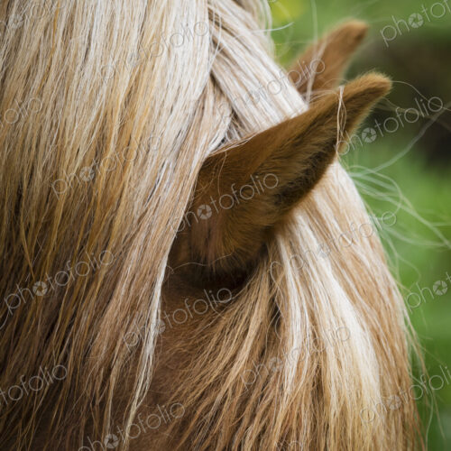 The groomed mane of an Icelandic horse. The groomed mane of an Icelandic horse.