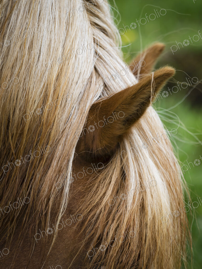 The groomed mane of an Icelandic horse.
