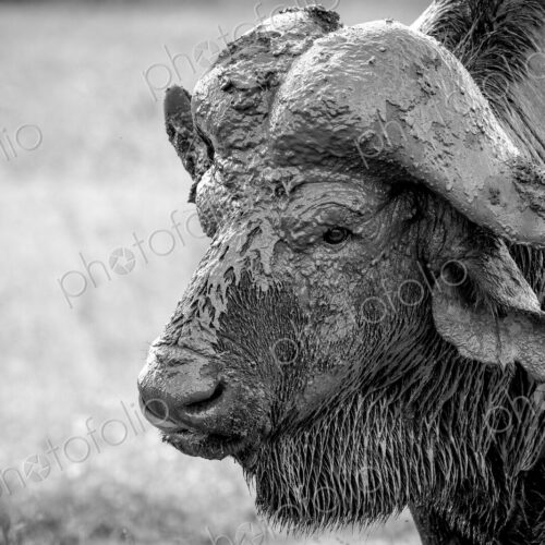 The head of a buffalo, Syncerus caffer, head covered in mud, wet fur, looking away, in… The head of a buffalo, Syncerus caffer, head covered in mud, wet fur, looking away, in…