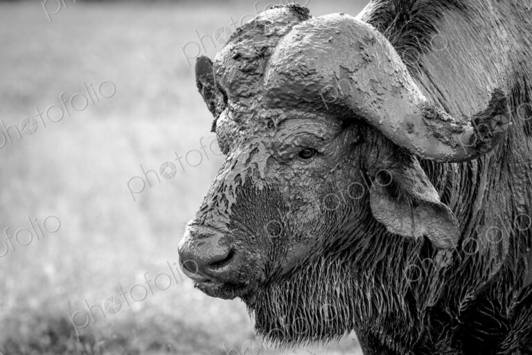 The head of a buffalo, Syncerus caffer, head covered in mud, wet fur, looking away, in…