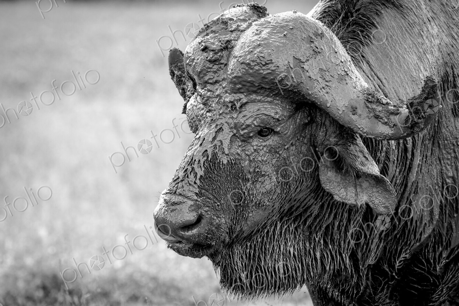 The head of a buffalo, Syncerus caffer, head covered in mud, wet fur, looking away, in…