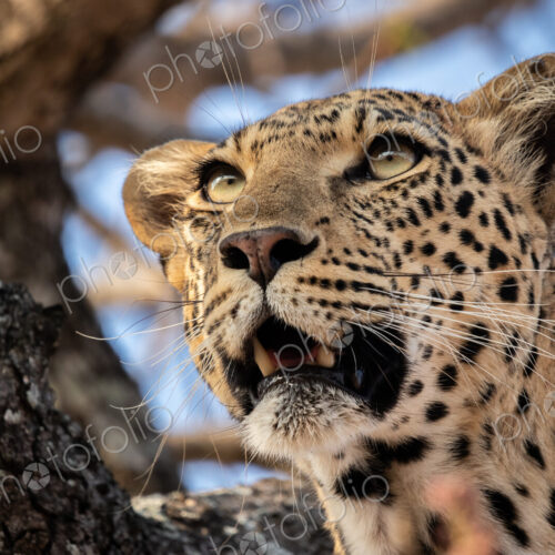 The head of a leopard, Panthera pardus, in a tree, mouth open, looking out of frame The head of a leopard, Panthera pardus, in a tree, mouth open, looking out of frame