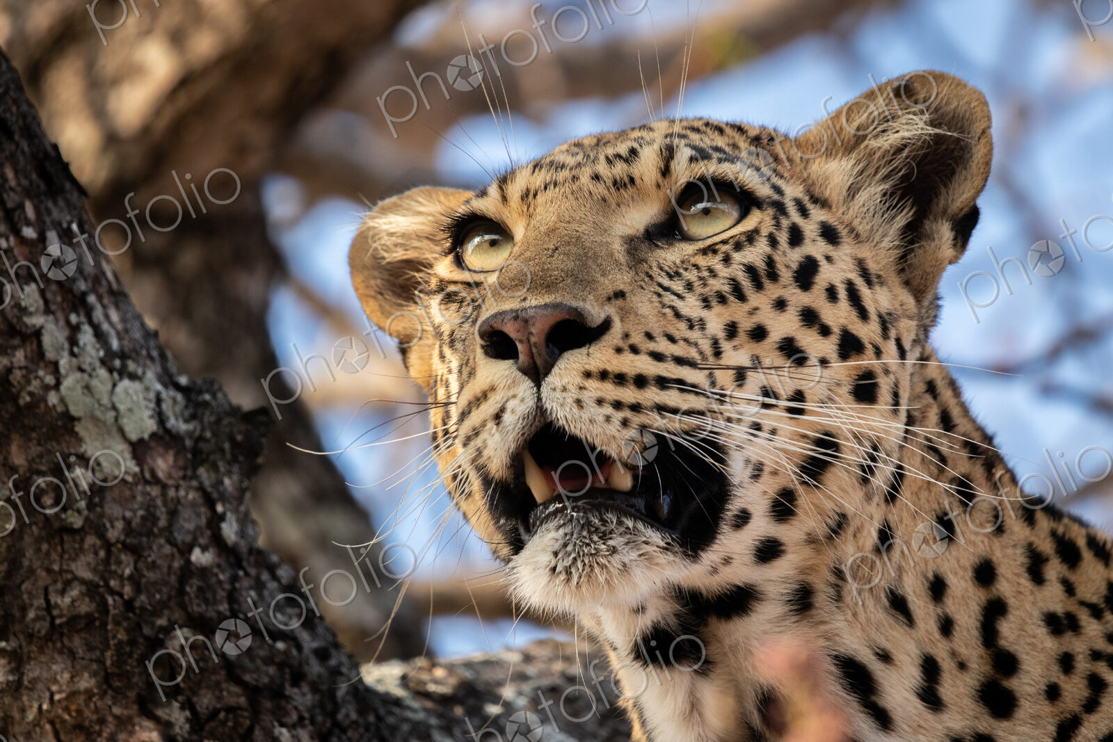 The head of a leopard, Panthera pardus, in a tree, mouth open, looking out of frame