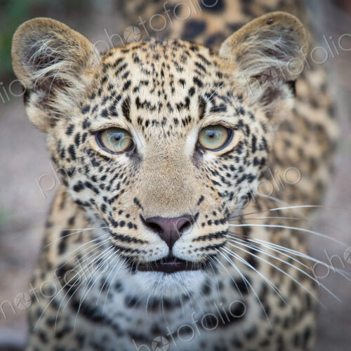 The head of a leopard cub, Panthera pardus, alert, yellow-green eyes, blurred… The head of a leopard cub, Panthera pardus, alert, yellow-green eyes, blurred…