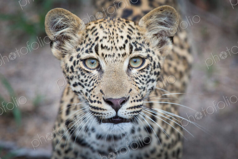 The head of a leopard cub, Panthera pardus, alert, yellow-green eyes, blurred…