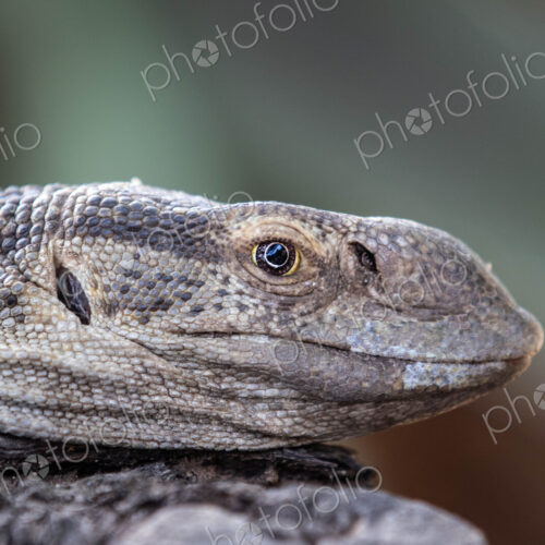 The head of a monitor lizard, Varanus niloticus, side profile The head of a monitor lizard, Varanus niloticus, side profile