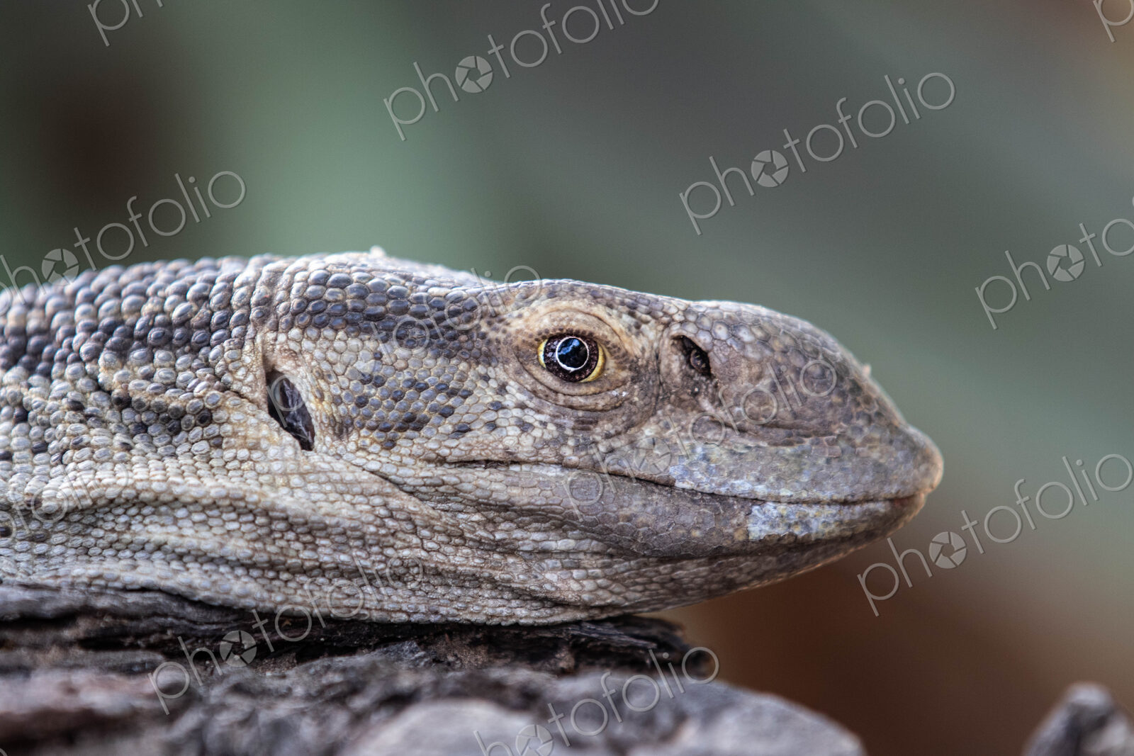 The head of a monitor lizard, Varanus niloticus, side profile