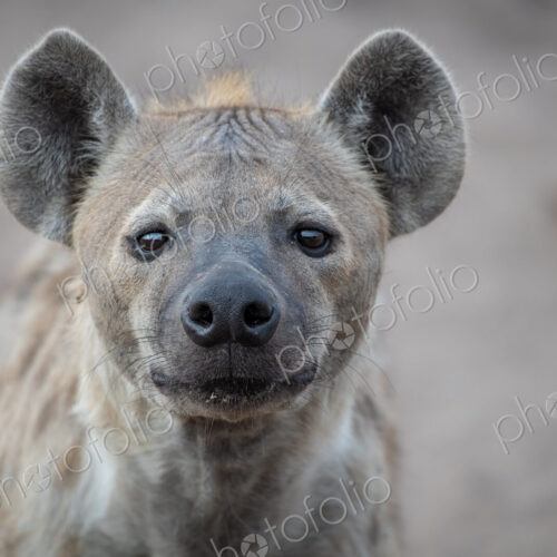 The head of a spotted hyena, Crocuta crocuta, direct gaze, ears forward The head of a spotted hyena, Crocuta crocuta, direct gaze, ears forward