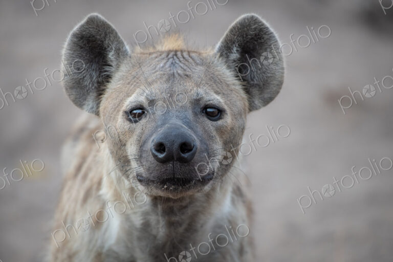 The head of a spotted hyena, Crocuta crocuta, direct gaze, ears forward