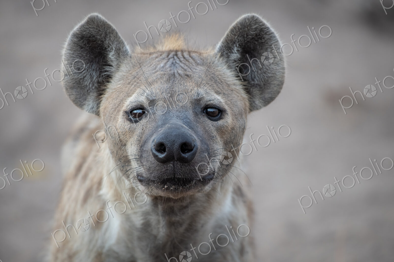 The head of a spotted hyena, Crocuta crocuta, direct gaze, ears forward