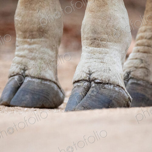The hooves of a giraffe, Giraffa camelopardalis giraffa, standing on sandy ground The hooves of a giraffe, Giraffa camelopardalis giraffa, standing on sandy ground