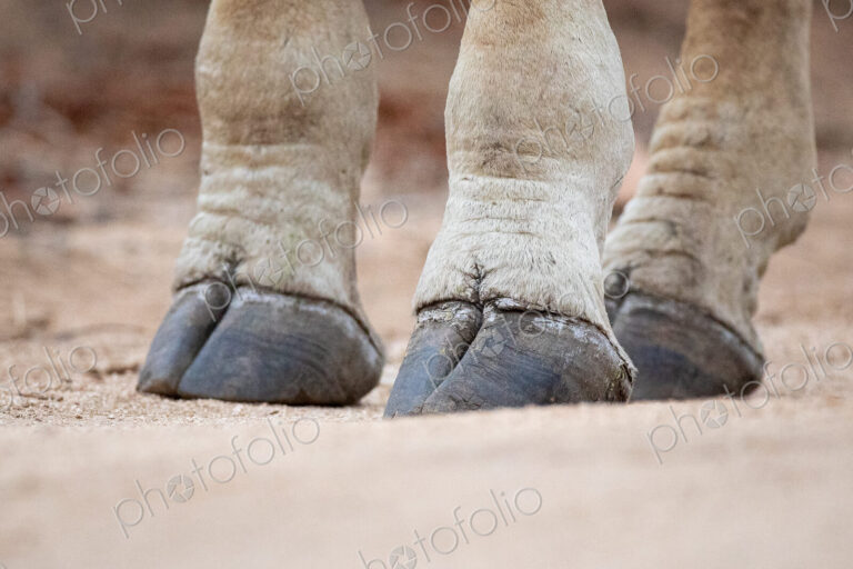 The hooves of a giraffe, Giraffa camelopardalis giraffa, standing on sandy ground