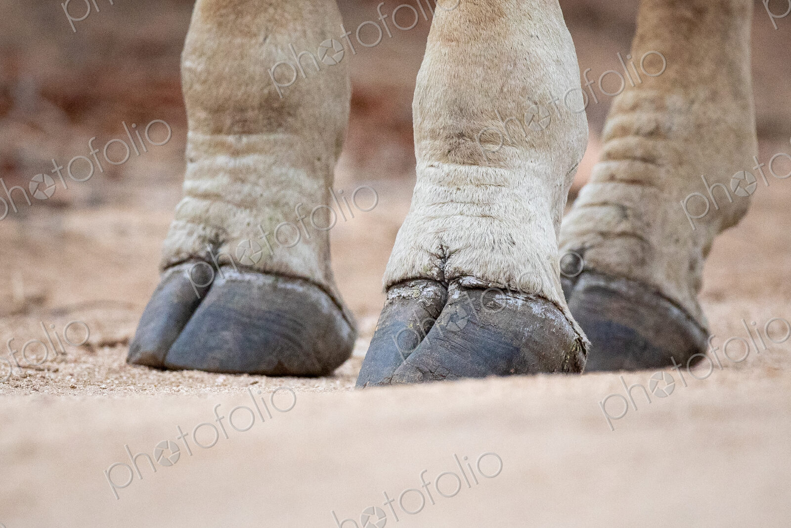 The hooves of a giraffe, Giraffa camelopardalis giraffa, standing on sandy ground