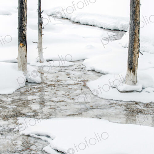 The landscape of Yellowstone national park in winter, a wide river, pine forests and… The landscape of Yellowstone national park in winter, a wide river, pine forests and…