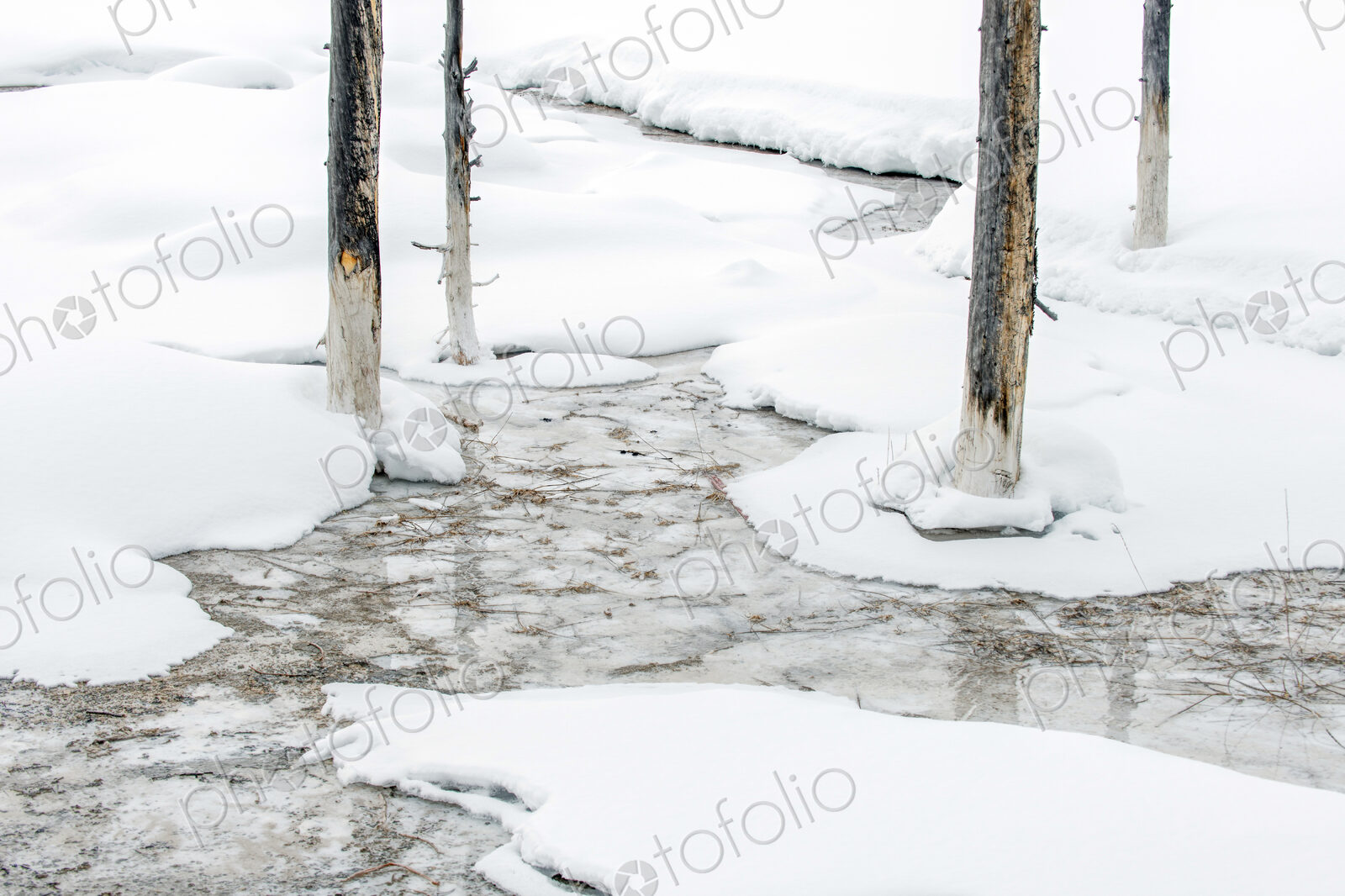 The landscape of Yellowstone national park in winter, a wide river, pine forests and…
