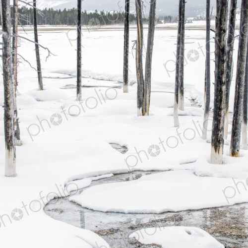 The landscape of Yellowstone national park in winter, a wide river, pine forests and… The landscape of Yellowstone national park in winter, a wide river, pine forests and…