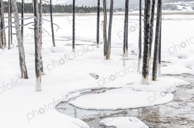 The landscape of Yellowstone national park in winter, a wide river, pine forests and…
