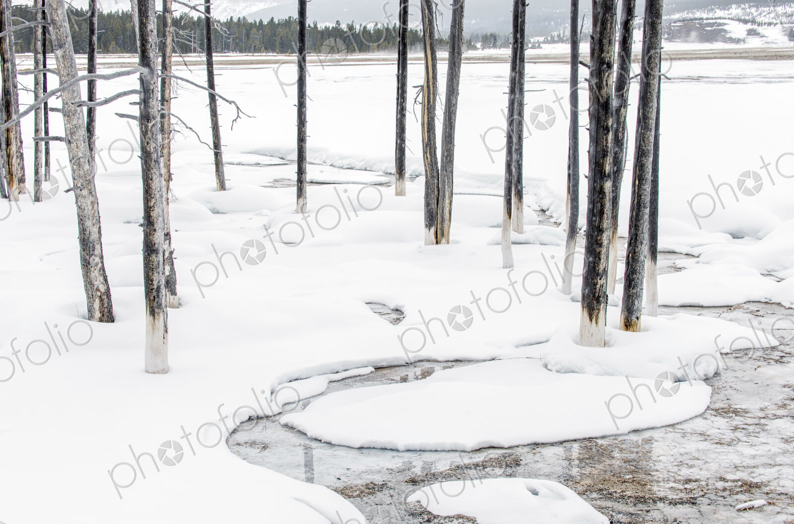 The landscape of Yellowstone national park in winter, a wide river, pine forests and…