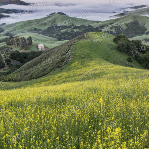 The landscape of the Napa Valley near Paso Robles, and the coastline, meadows of… The landscape of the Napa Valley near Paso Robles, and the coastline, meadows of…