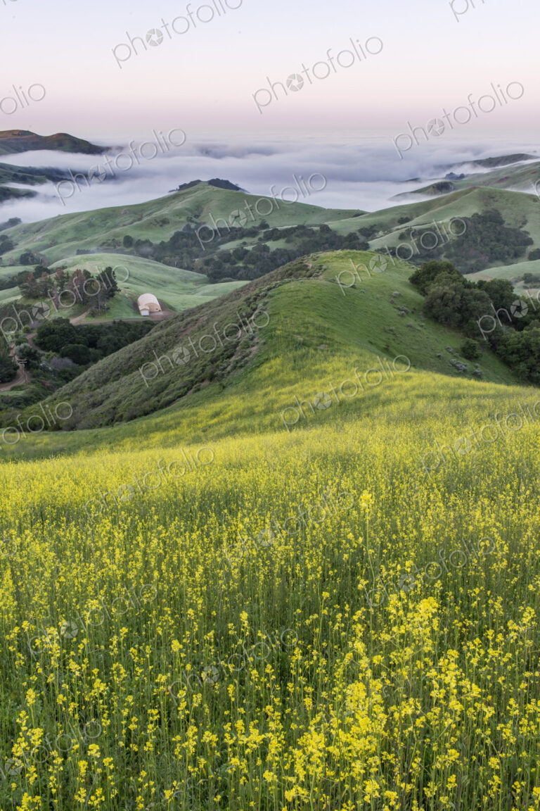 The landscape of the Napa Valley near Paso Robles, and the coastline, meadows of…