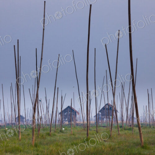 The marshes of Inle Lake, Myanmar. Small houses on stilts, and tall poles upright in… The marshes of Inle Lake, Myanmar. Small houses on stilts, and tall poles upright in…