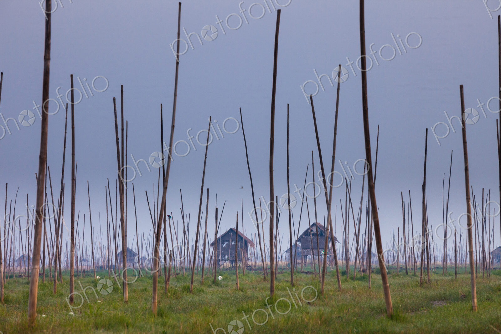 The marshes of Inle Lake, Myanmar. Small houses on stilts, and tall poles upright in…