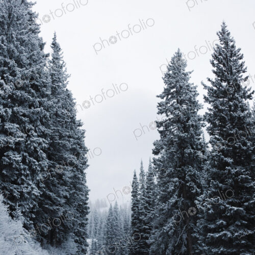 The mountains in winter, a path through pine trees in thick snow. The mountains in winter, a path through pine trees in thick snow.