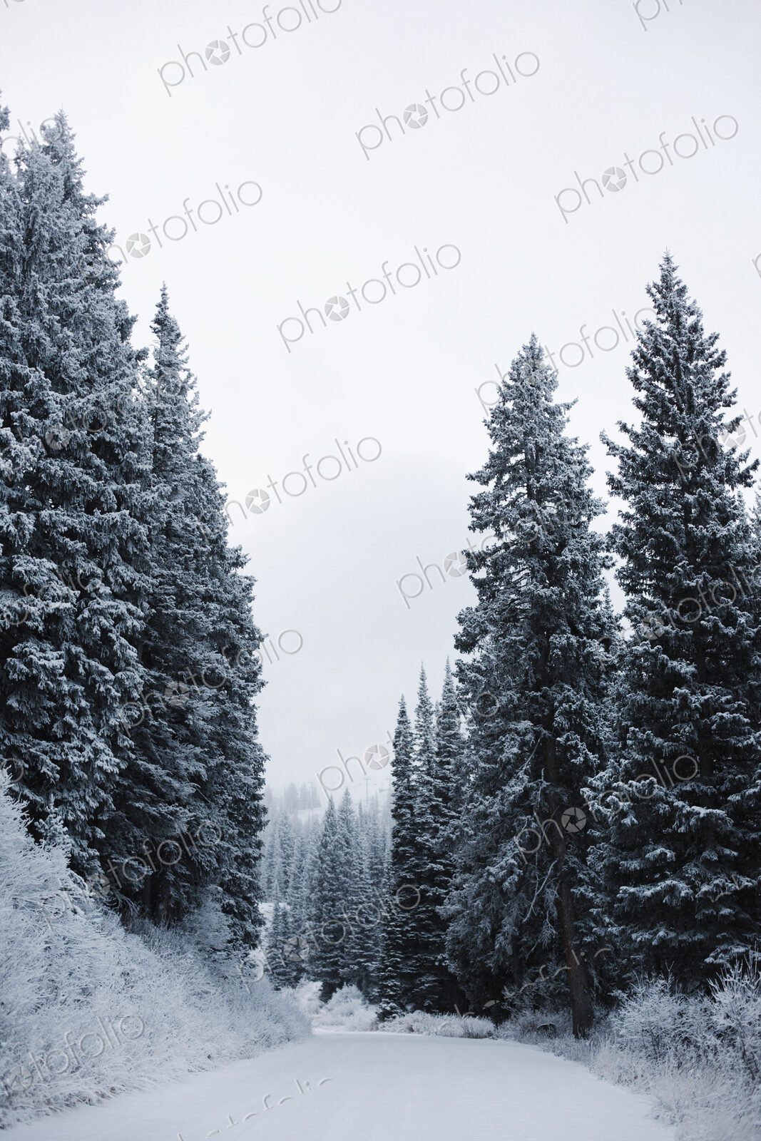 The mountains in winter, a path through pine trees in thick snow.