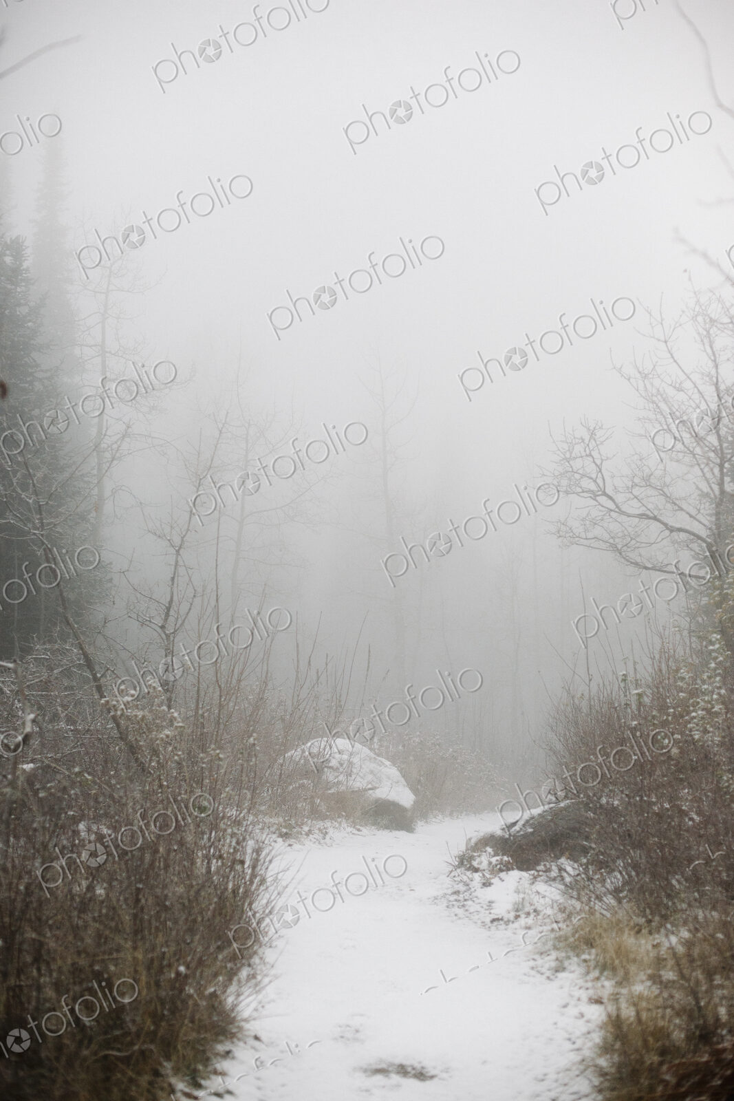 The mountains in winter, a snowy path through the trees.