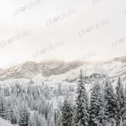The mountains in winter, pine forest in a valley with low cloud and thick snow. The mountains in winter, pine forest in a valley with low cloud and thick snow.