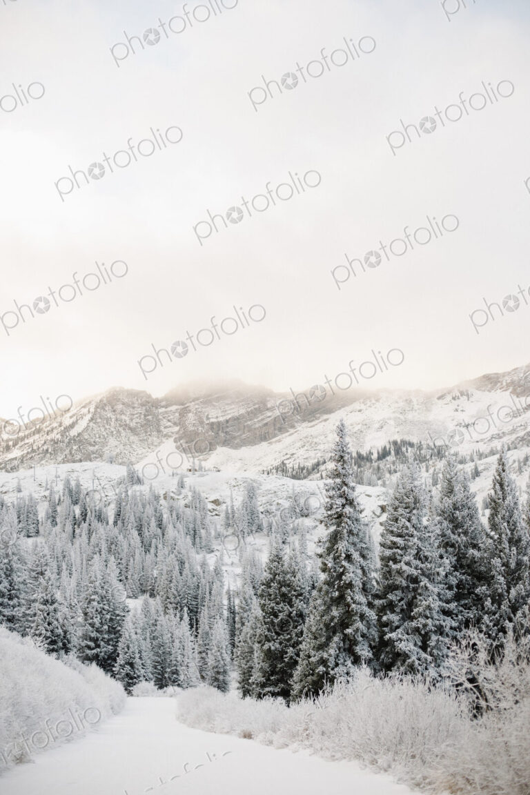 The mountains in winter, pine forest in a valley with low cloud and thick snow.