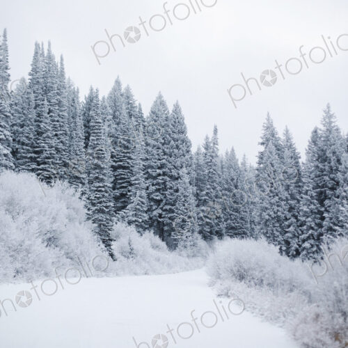 The mountains in winter, pine forests in snow. The mountains in winter, pine forests in snow.