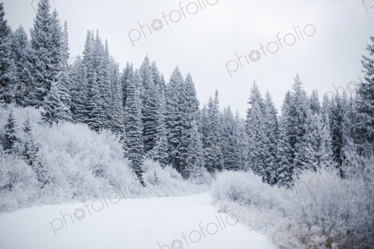 The mountains in winter, pine forests in snow.