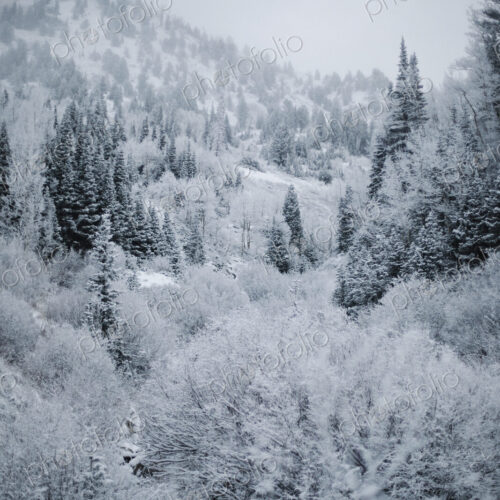 The mountains in winter, view of pine forests in snow. The mountains in winter, view of pine forests in snow.