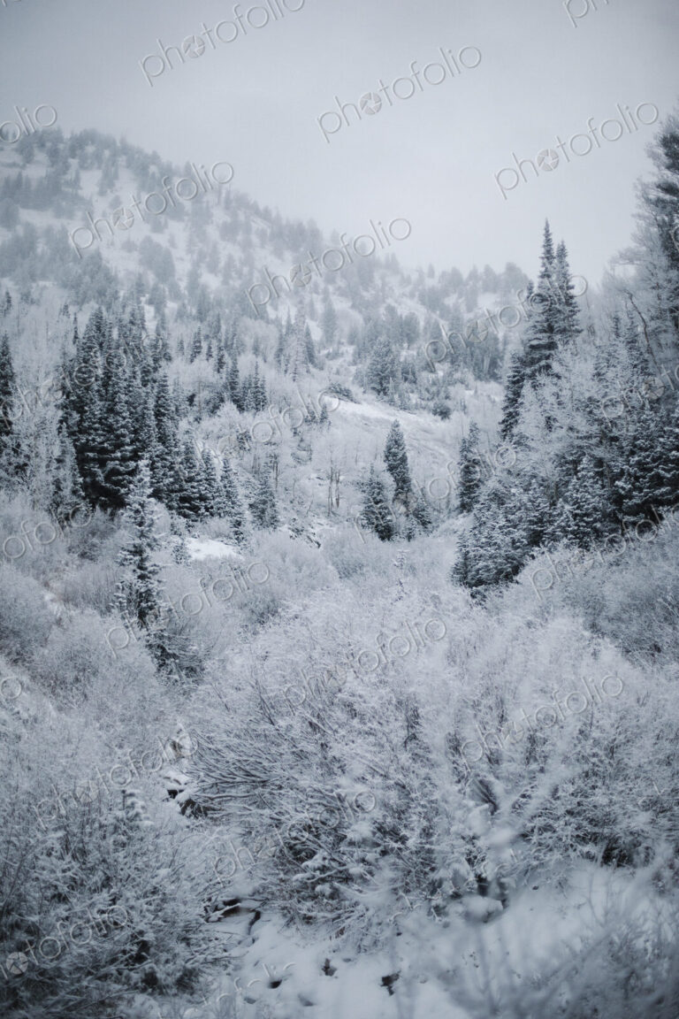 The mountains in winter, view of pine forests in snow.