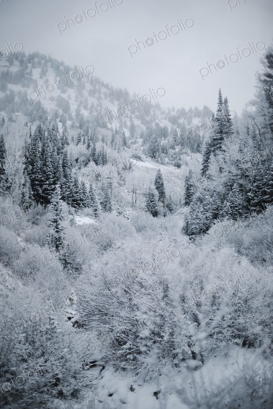 The mountains in winter, view of pine forests in snow.