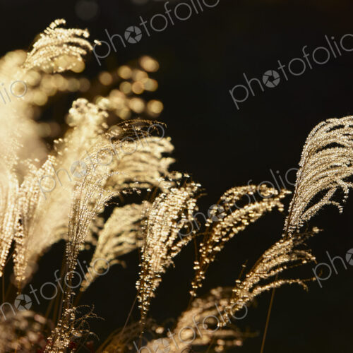 The seeds and downy plumes on tall grasses The seeds and downy plumes on tall grasses