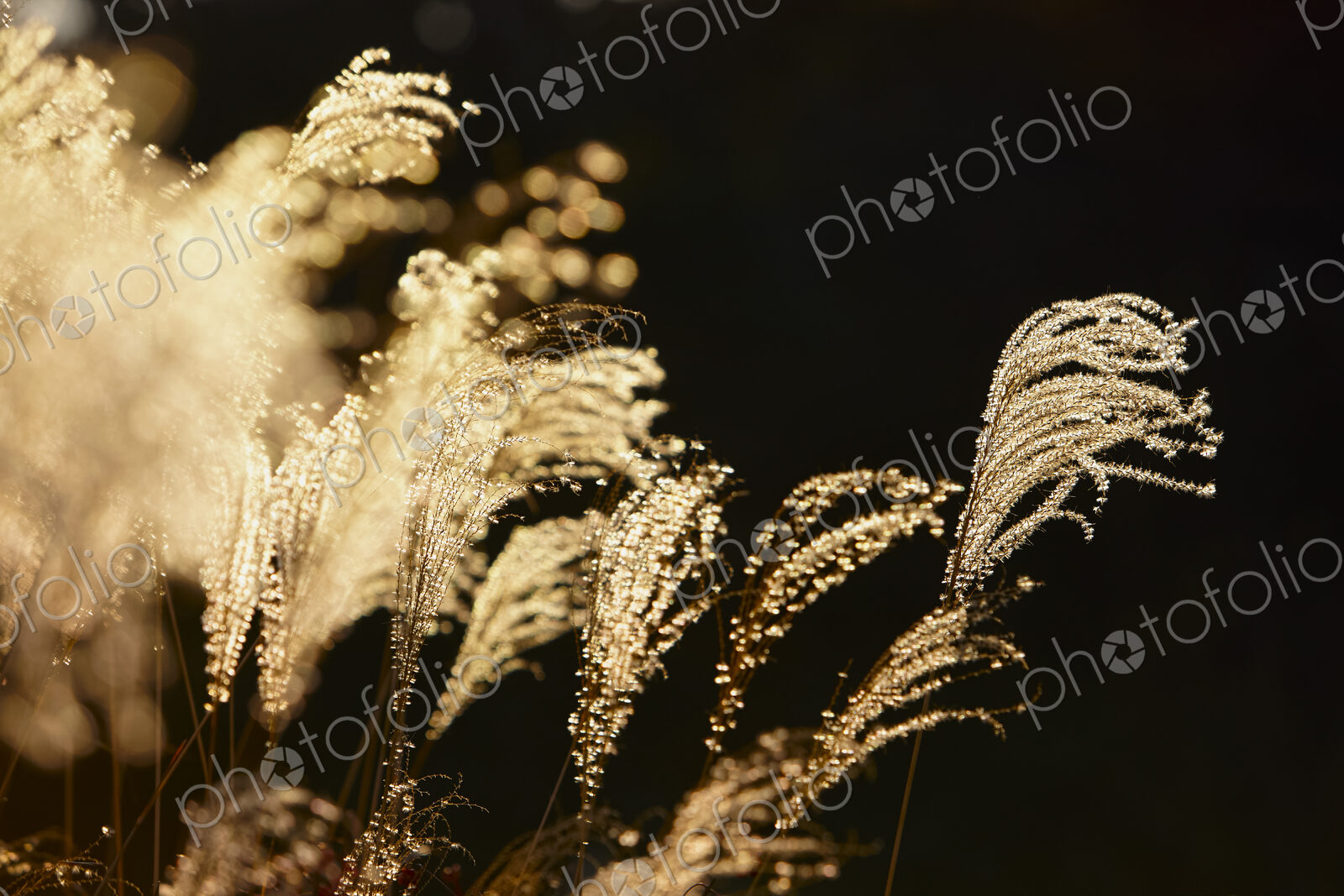 The seeds and downy plumes on tall grasses