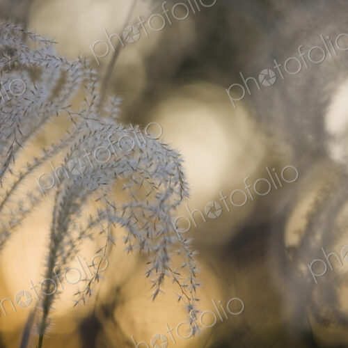 The seeds and downy plumes on tall grasses. silver coloured, tiny seeds designed for… The seeds and downy plumes on tall grasses. silver coloured, tiny seeds designed for…