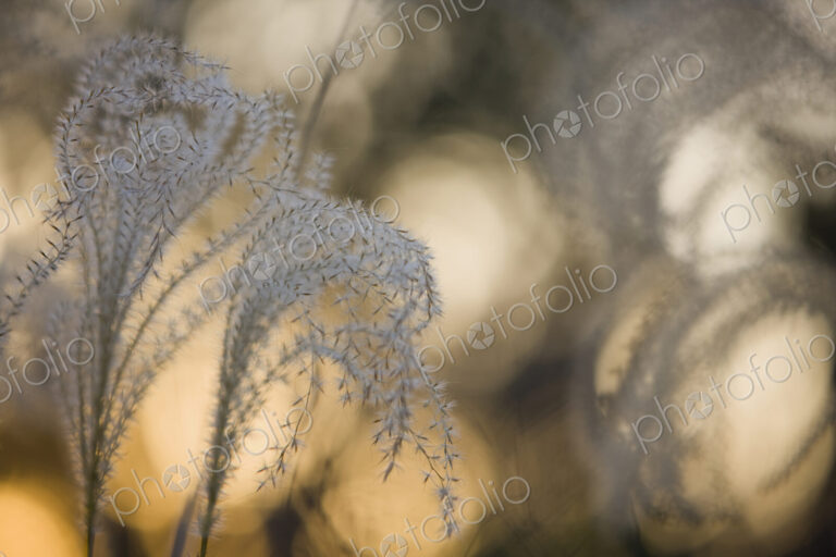 The seeds and downy plumes on tall grasses. silver coloured, tiny seeds designed for…