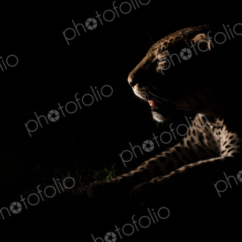 The side profile of a male leopard, Panthera pardus, lit up by a spotlight at night,… The side profile of a male leopard, Panthera pardus, lit up by a spotlight at night,…